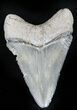 Serrated  Bone Valley Megalodon Tooth #22918-1